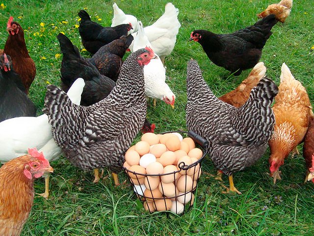 Содержание кур и уход за ними | ЗооТом - продажа, вязка и услуги для животных в Котово