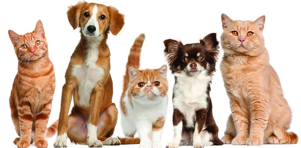 Доска объявлений о животных | ЗооТом - продажа, вязка и услуги для животных в Котово
