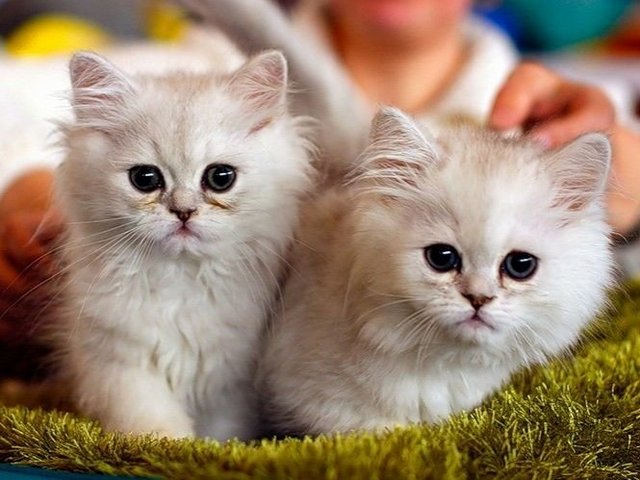 Породы кошек в Котово | ЗооТом портал о животных
