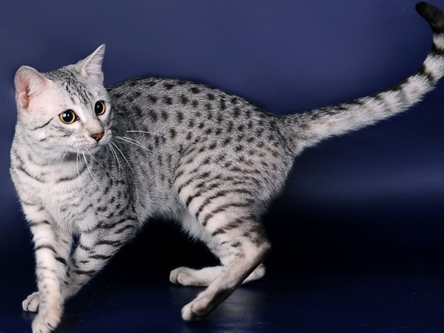 Породы кошек в Котово | ЗооТом портал о животных
