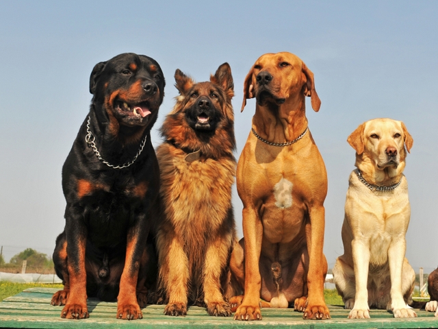 Крупные породы собак в Котово | ЗооТом портал о животных