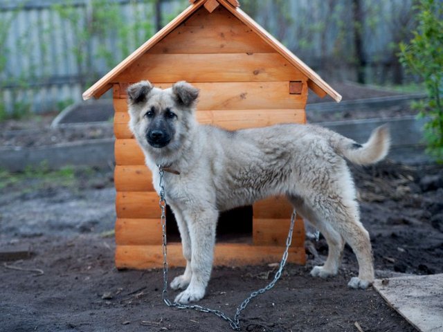 Все о собаках в Котово